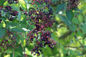Berries. Green elderberry berries mature on branches