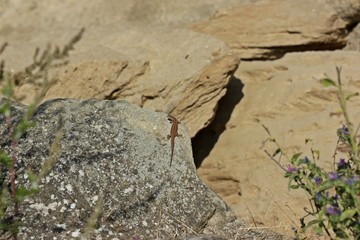 Weibliche Mauereidechse (Podarcis muralis brongniardii)