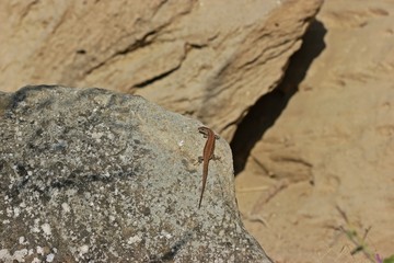 Weibliche Mauereidechse (Podarcis muralis brongniardii)