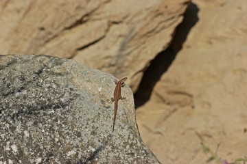 Weibliche Mauereidechse (Podarcis muralis brongniardii)