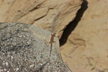 Weibliche Mauereidechse (Podarcis muralis brongniardii)