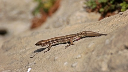 Weibliche Mauereidechse (Podarcis muralis brongniardii)