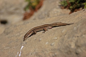 Weibliche Mauereidechse (Podarcis muralis brongniardii)