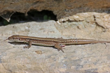 Weibliche Mauereidechse (Podarcis muralis brongniardii)