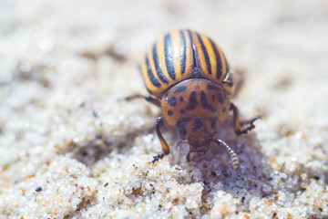 Colorado beetle on the sea coast in summer