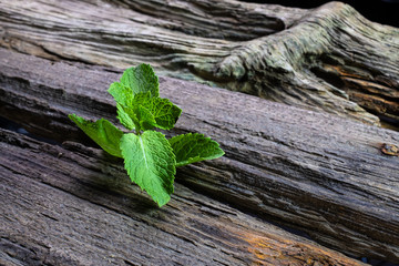 Mint on an old wooden background