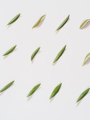 Olive leaves pattern on white background