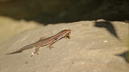 Weibliche Katalonische Mauereidechse (Podarcis liolepis) frisst männlichen Bienenwolf (Philanthus triangulum)