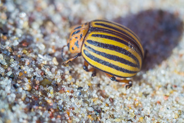 Colorado beetle on the sea coast in summer