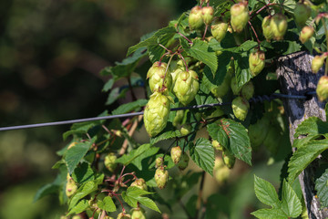 detail of hop cones in the hop field