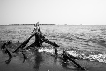 tree trunk stranded on the coast