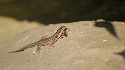 Weibliche Katalonische Mauereidechse (Podarcis liolepis) frisst männlichen Bienenwolf (Philanthus triangulum)