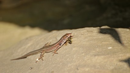Weibliche Katalonische Mauereidechse (Podarcis liolepis) frisst männlichen Bienenwolf (Philanthus triangulum)