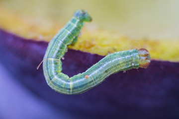 Little green caterpillar eating the plum in the forest
