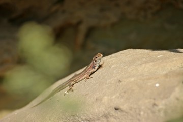 Weibliche Katalonische Mauereidechse (Podarcis liolepis)