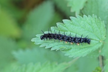 Raupe des Tagpfauenauges (Aglais io) an Brennnessel