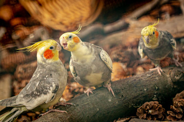 miniature cockatoo - Nymphicus hollandicus