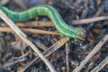 Little green caterpillar  in the forest