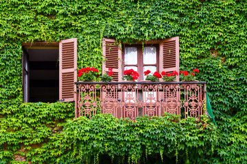 Fototapeta na wymiar Close-up of an old balcony and window with open wooden shutters on a wall completely covered with green leaves of creeper (Ampelopsis) in summer, Bossolasco, Langhe, Cuneo, Piedmont, Italy