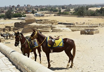 Horses around the pyramids on Giza Plateau near Cairo, waiting for tourists. - obrazy, fototapety, plakaty