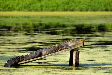 Large American Alligator Sunning Laying on Wood Ramp over Pond Water