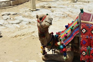 Camel with a colorful saddle resting near the pyramids, on Giza Plateau, Egypt. 