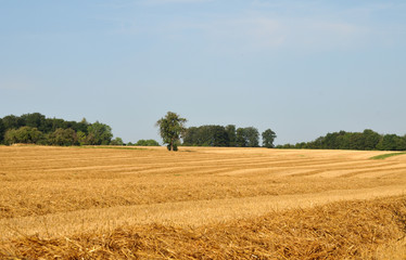 Fototapeta na wymiar summer landscape in swabian alb with harvested field