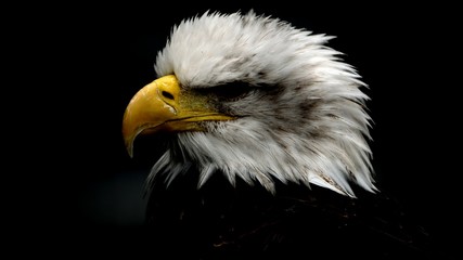 Portrait of a bald eagle on a dark background