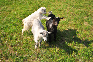 White goatling jumping on gray and black one, green grassy meadow background