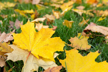 Close-up of bright red helenuim autumnale flowers on green blurred flowerbed background in garden