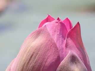 pink rose in pond macro shot