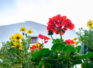 Flower arrangement in house yard at the picturesque village of Monreal, Eifel region, Germany