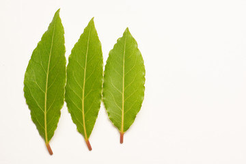 Obraz premium Aromatic bay leaves isolated on white background
