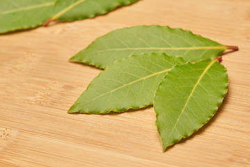 Fresh Laurel Leaves on wooden Background