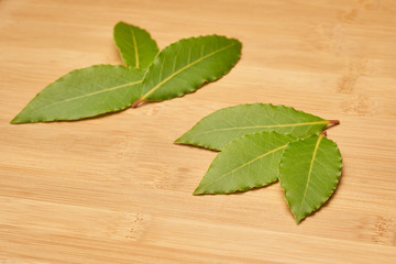 Fresh Laurel Leaves on wooden Background