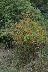 Fototapeta na wymiar Rosehip bush with berries grows on a rural landscape.