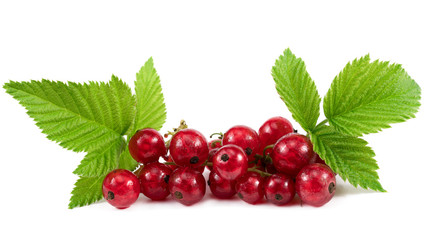 Branch Of Red Currant On White Background