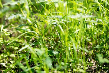 Green grass macro natural background texture fresh spring summer fifty megapixels fine prints
