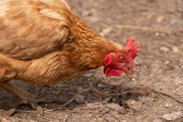 chicken in the garden