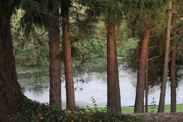 Water through the trees