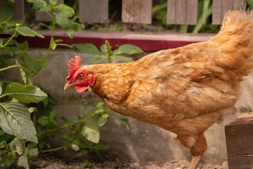 hen and chickens on farm