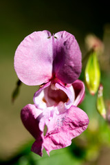 Purple wild flower in green background fifty megapixels high quality prints impatiens grandulifera...