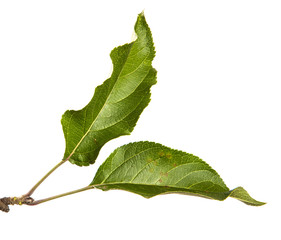 green leaves of an apple tree on an isolated white background.