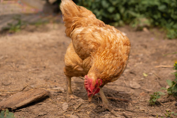 chicken looking for something on the ground