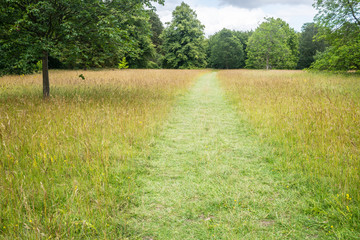 Green outdoor park path entering a wild meadow with long wild grass and trees in the distance