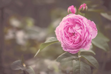 Rose in Pink, Hintergrund