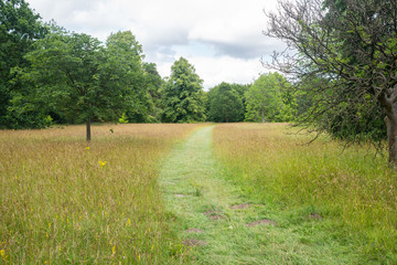 Green outdoor park path entering a wild meadow with long wild grass and trees in the distance - 285537234