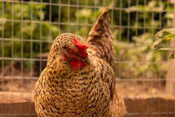 chicken on farm