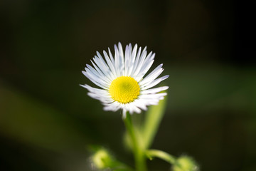 White wild flower with macro in nature background fifty megapixels Erigeron annuus family asteraceae high quality floral