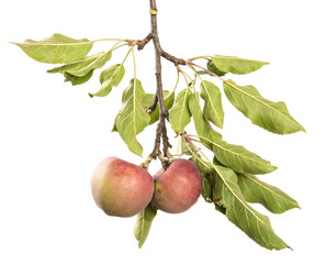 apple tree branch on an isolated white background with green foliage and fruits